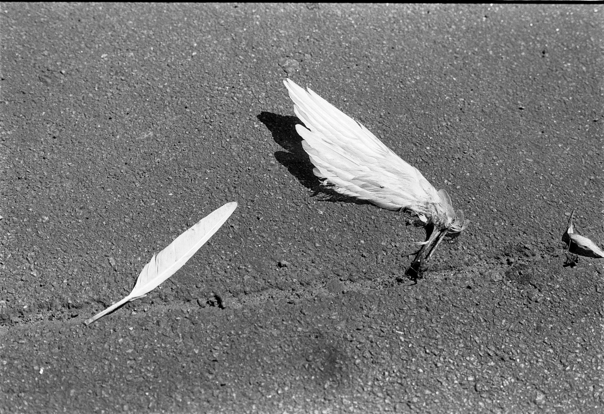 Fallen Angel